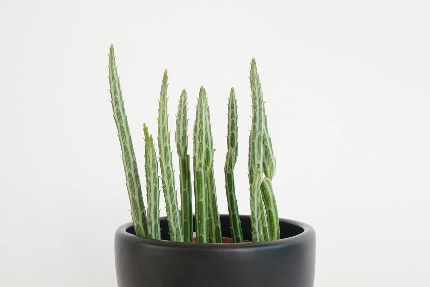 Pickle Plant Senecio - 3 Live Plants in 4 Inch Pots - Senecio Stapeliiformis - Beautiful Indoor Outdoor Cacti Succulent Houseplant