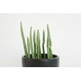 thumbnail image 3 of Pickle Plant Senecio - 3 Live Plants in 4 Inch Pots - Senecio Stapeliiformis - Beautiful Indoor Outdoor Cacti Succulent Houseplant, 3 of 6