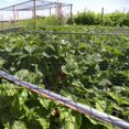 thumbnail image 3 of BN205 19mm Anti Bird Fruit Crop Protection Netting - 2m x 5m, 3 of 3