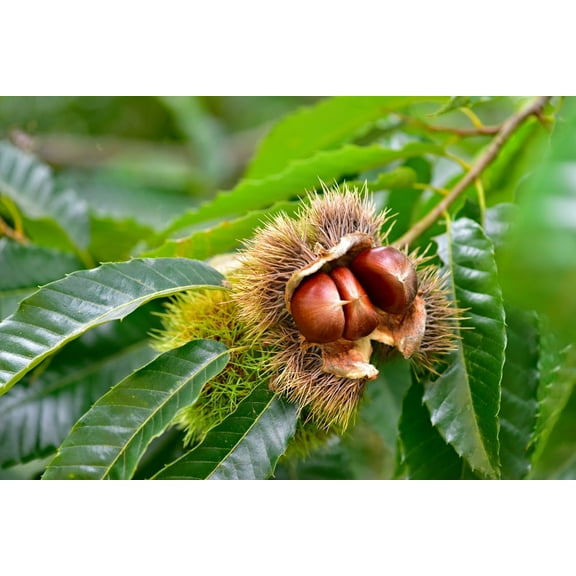 CZ Grain Chinese Chestnut Live Tree