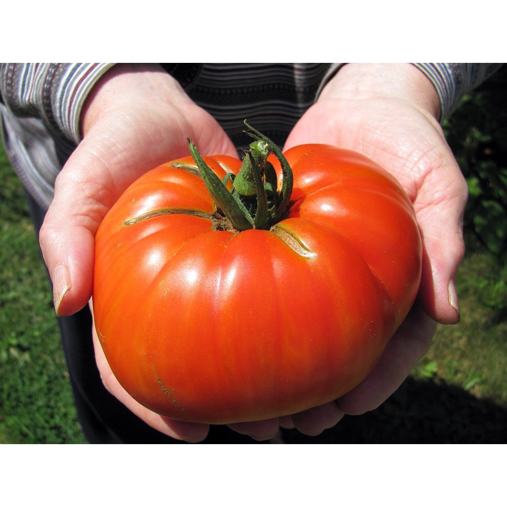Supersteak Tomato Super Size Beefsteak 3.5" Pot Naturally Grown