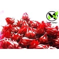 thumbnail image 2 of 100 Roselle Seeds for Planting - Hibiscus Sabdariffa, Heirloom Non-GMO, Edible Hibiscus, Red Sorrel, Florida Cranberry - by Mai's Family, 2 of 6