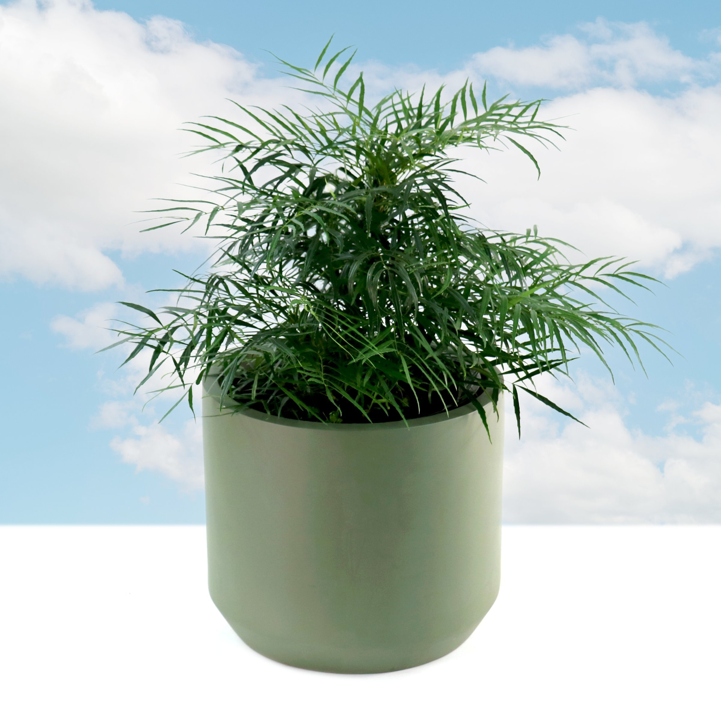 3 gal. Mahonia Soft Caress