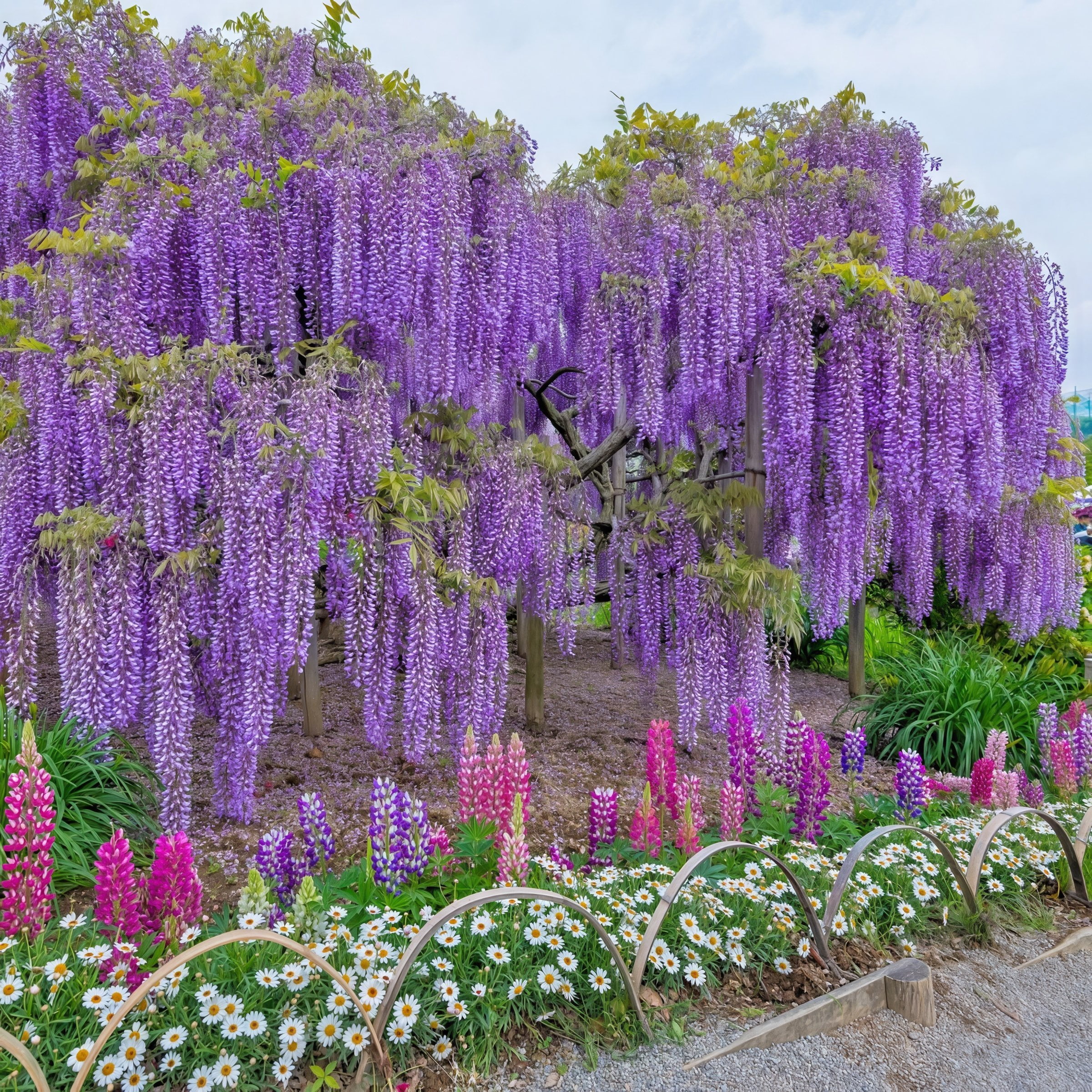 National Plant Network 3 gal. Wisteria Amethyst Falls Perennial Plant