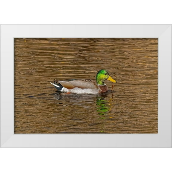 Jaynes Gallery 14x11 White Modern Wood Framed Museum Art Print Titled - USA-Colorado-Loveland Mallard duck male swimming in lake
