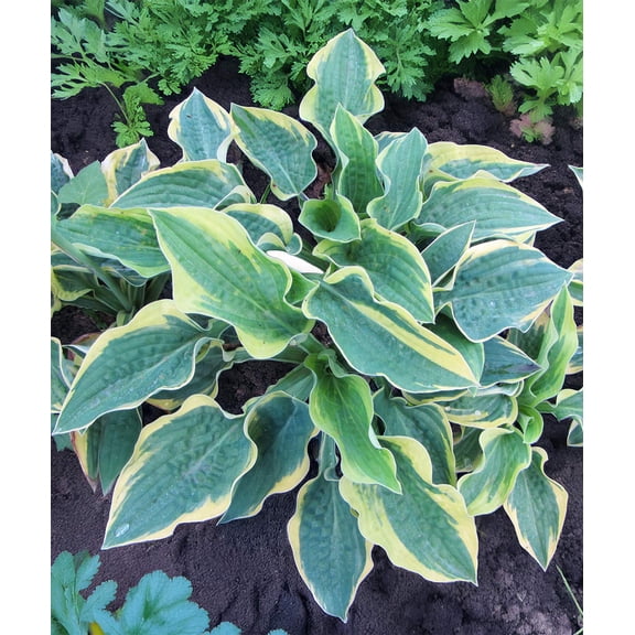 Wide Brim Hosta - 3 root divisions