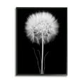 thumbnail image 5 of Stupell Industries Modern Fluffy Dandelion Stem Black & White Photography Framed Wall Art, 11 x 14, Design by Jadei Graphics, 5 of 5