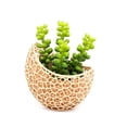 thumbnail image 5 of Clever Contraption Voronoi Artistic Succulent Planter Vase – Small, 5 of 9