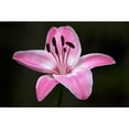 thumbnail image 3 of Crane, Rita 14x11 Black Modern Framed Museum Art Print Titled - Pink Lily I, 3 of 5