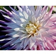 thumbnail image 2 of Schuh, Michael 18x15 White Modern Wood Framed Museum Art Print Titled - Another Dazzling Dahlia, 2 of 4