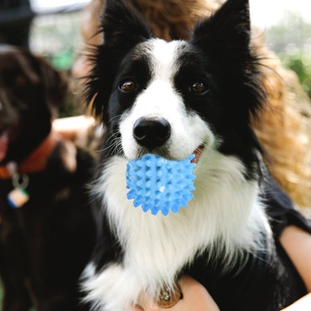 PAMINGONO Dog Ball Toy Dog Molar Ball Tpr Sky-Blue 1Pack 2.2x2.2x2in