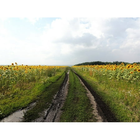 Sunflower Resin - Canvas Print After The Rain Sunflower Sunflowers Road Clouds Stretched Canvas 10 x 14