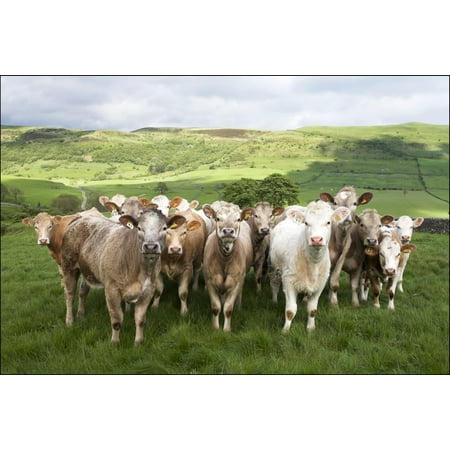 Dairy Cattle Derbyshire England Canvas Art - Chris Upton Design Pics (34 x 22)