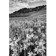 thumbnail image 2 of Flaherty, Dennis 13x18 White Modern Wood Framed Museum Art Print Titled - Colorado Wildflowers cover hillside, 2 of 4