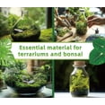 thumbnail image 4 of Terrarium Moss LUCKY PLANT Live Moss para reptiles, 50 cm², 4 of 9