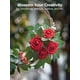 thumbnail image 5 of Rosas artificiales de espuma InnoGear, color rojo oscuro, 25 unidades, 5 of 7
