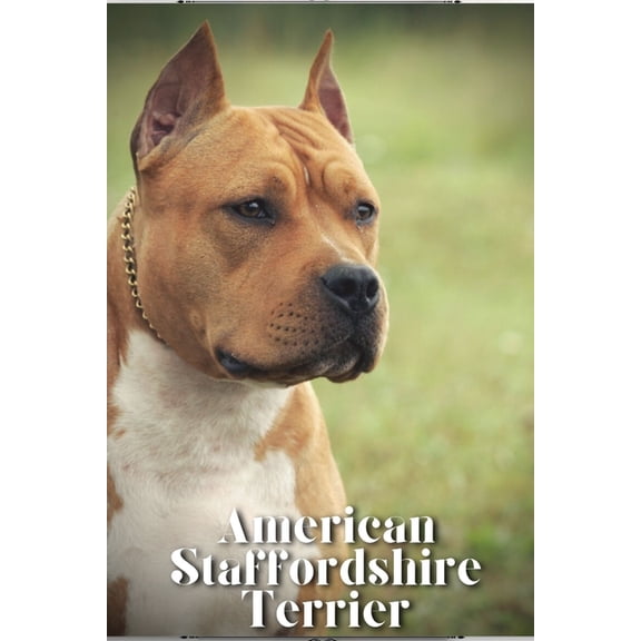 American Staffordshire Terrier: How to train your dog and raise from puppy correctly (Paperback)