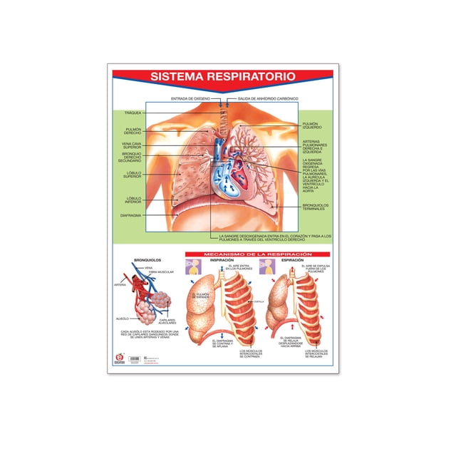 Póster Sistema Respiratorio Educatodo B-0021-I