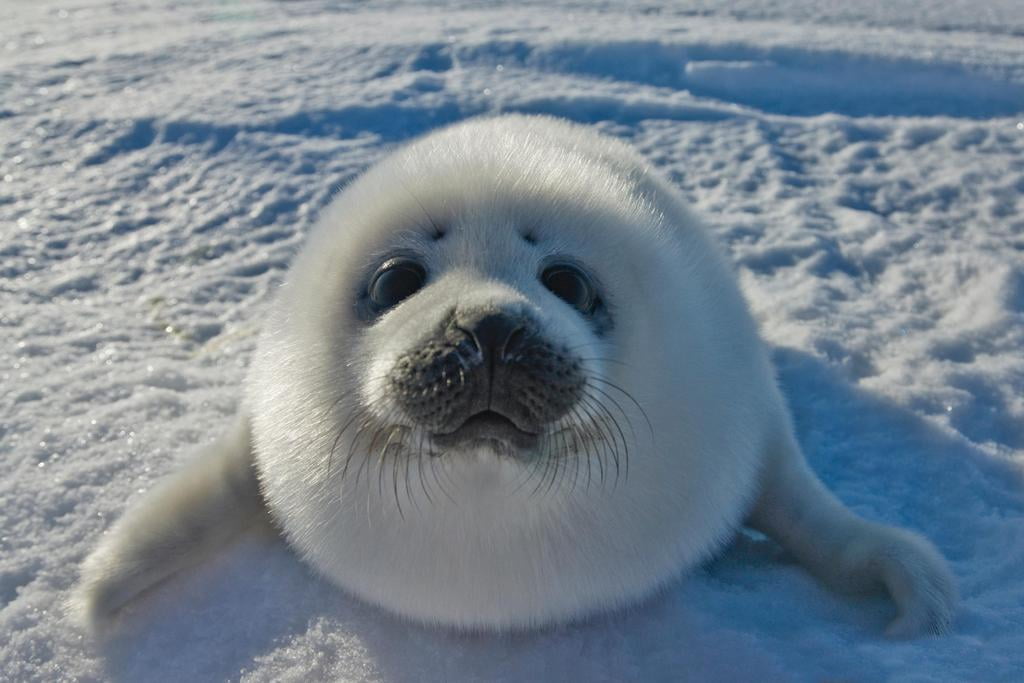 Laminated Baby Arctic Seal In Canada Photo Photograph Seal Posters of