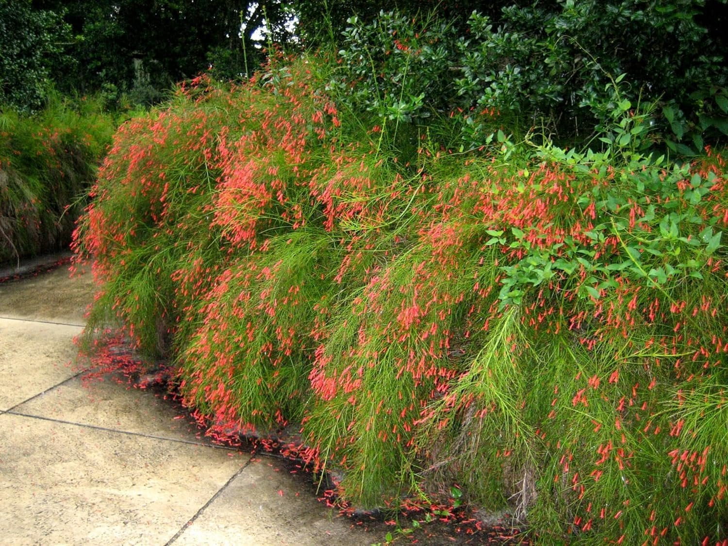 Firecracker Plant I 3 Live Plants I Russelia Equisetiformis I Vibrant Red Tubular Flowers, Hummingbird Attracting, Heat-Tolerant, Perfect for Borders and Containers