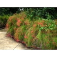 thumbnail image 3 of Firecracker Plant I 30 Live Plants I Russelia Equisetiformis I Vibrant Red Tubular Flowers, Hummingbird Attracting, Heat-Tolerant, Perfect for Borders and Containers, 3 of 9