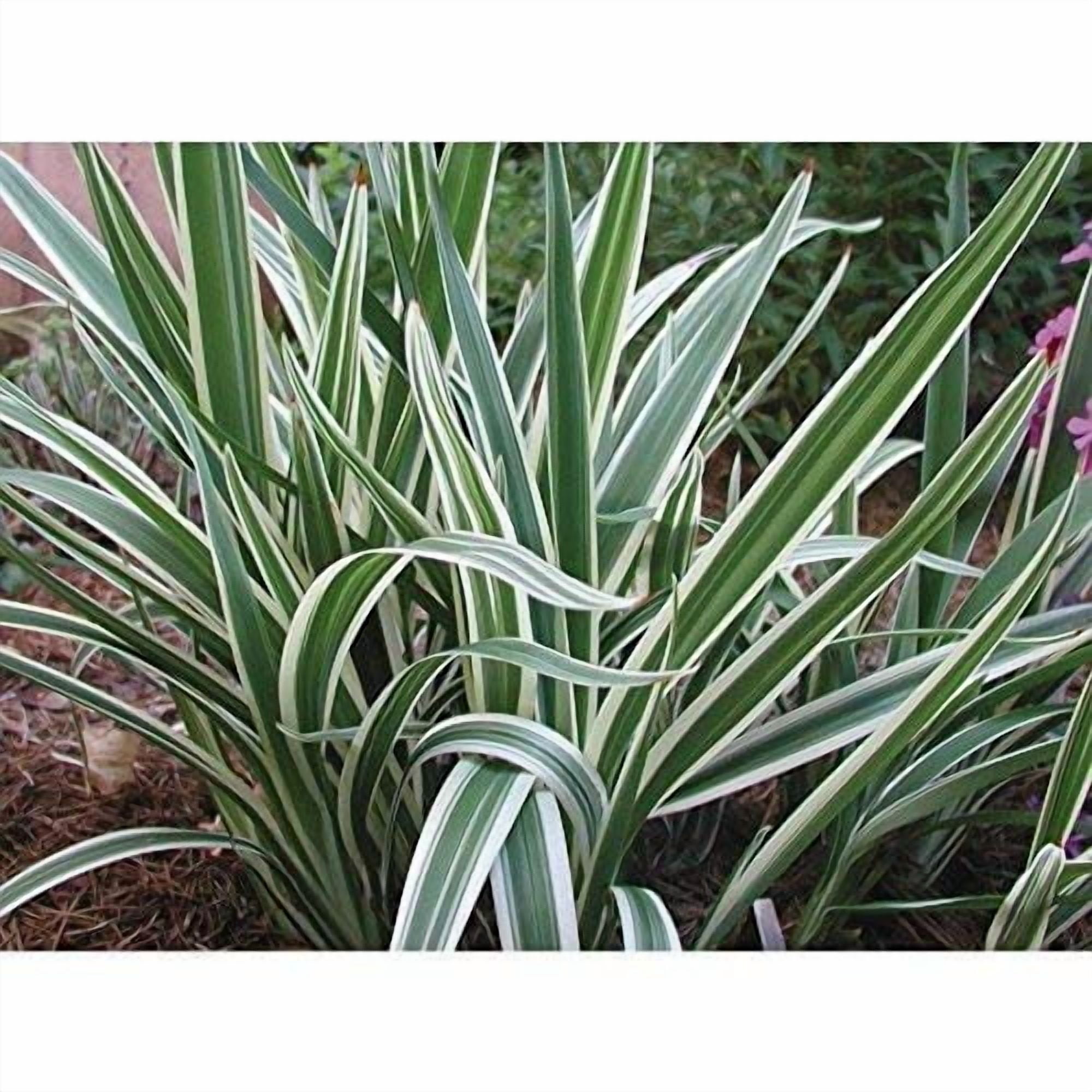 Flax Lily  Variegated Dianella Tasmanica Variegata  3 Live Plants  Evergreen Shade Loving Grass