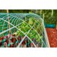 thumbnail image 2 of Xiao Hua Red antipájaros verde de 33' x 6.6' con función de protección de plantas, red antipájaros de polietileno para jardín y huerto (juego de 2 piezas), 2 of 4