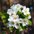 thumbnail image 4 of Brighter Blooms - Kieffer Pear Tree, 5-6 ft. - No Shipping to AK, AR, AZ, CA, HI, ID, LA, WA, 4 of 5