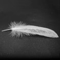 thumbnail image 5 of Feathers Goose Craft 100pcs for Party Hat Decorations 15-22cm, 5 of 5