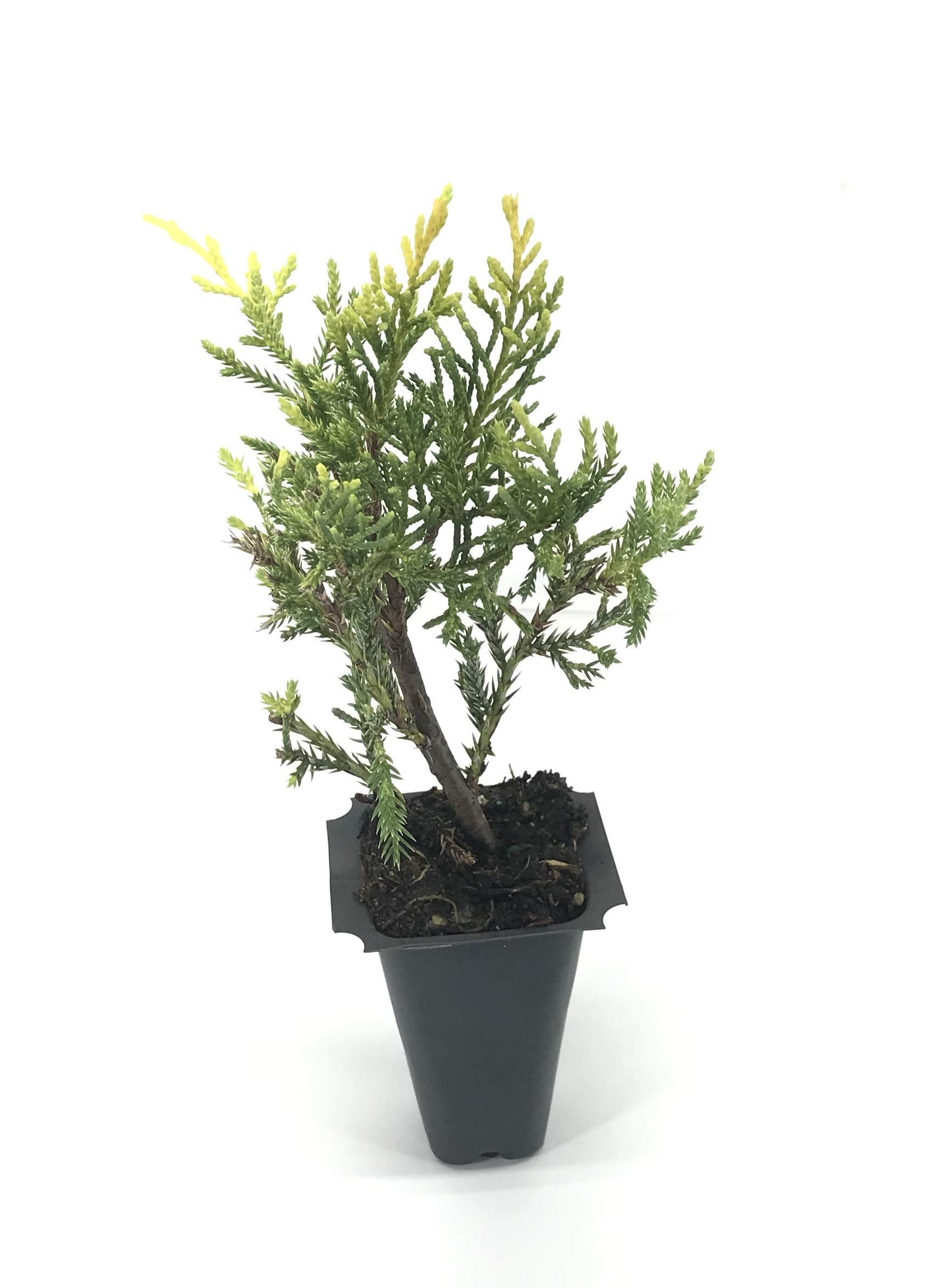 Saybrook Gold Juniper - 30 Live Plants - Juniperus Chinensis - Hardy Evergreen Ground Cover