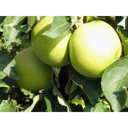 2 Golden Delicious Apple Trees Bareroot 2-3 feet tall-Can Bear Fruit in 3-5 Years!!