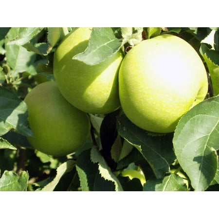 2 Golden Delicious Apple Trees Bareroot 2-3 feet tall-Can Bear Fruit in 3-5 Years!!