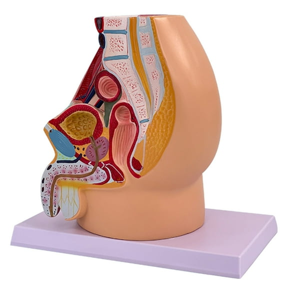Anatomical Male Reproductive Organs Model for Demonstration Male Pelvic Cavity Anatomy Model Classroom Teaching Tool