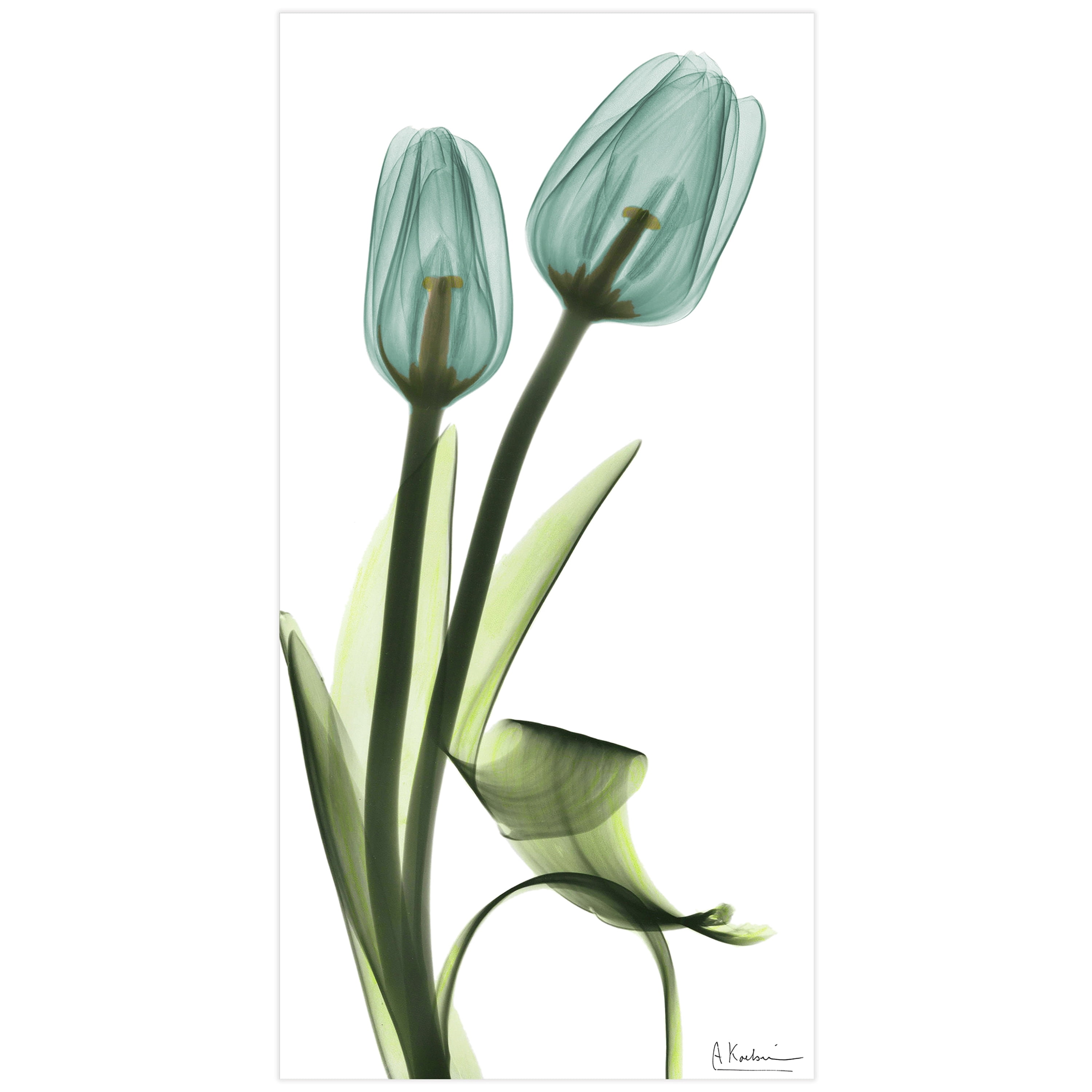 Blue Tulips Frameless Free Floating 24 in x 48 in Painting Art Prints, by Empire Art