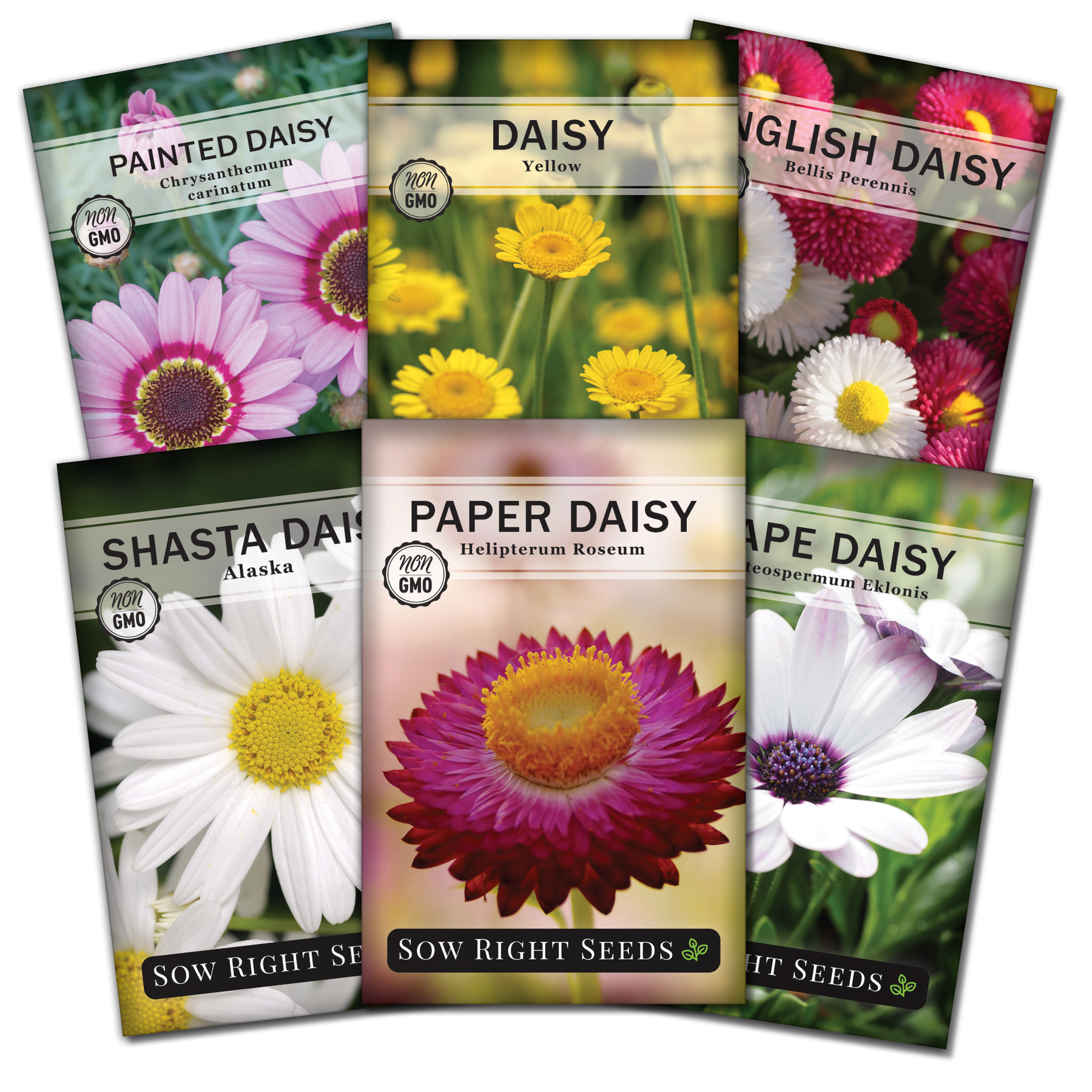 Daisy Flower Seed Collection - Non GMO Varieties - 6 Count