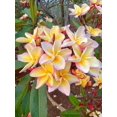 thumbnail image 3 of 10 White Blush Yellow Plumeria Seeds Plants Flower Flowers Perennial Seed Tree 756, 3 of 6