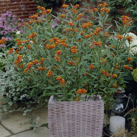 Van Zyverden Butterfly Milkweed Patio Kit with Decorative Rattan Planter, Planting Medium and 3 Plant Roots Orange Full Sun Fragrant 8 lb