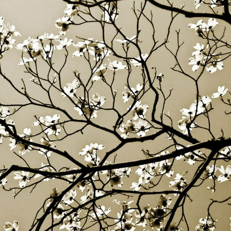 Dogwood Square I Lovely White Best Popular Modern Tree Cloud Classic Blossoms Poster