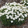 thumbnail image 2 of Proven Winners 10" White Fruit Punch 'Whipped Cream' Pinks (Dianthus hybrid) Perennial Live Plant in 6.5" Pot, 2 of 4