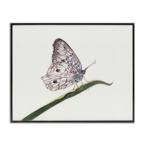 Stupell Industries Traditional Intricate Butterfly on Twig Black Framed Giclee Art, 14 x 11, by Cady Driver