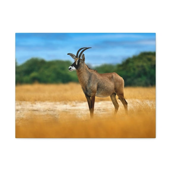 Antelope In Mountain Background Antelope In Grass Outside Wall Art Ready To Hang Unframed
