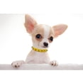 thumbnail image 2 of Mumup Spiked Puppy Dog Collar Soft Pu Leather Mushrooms Rivet Spike Stud Studded Cat Collars Adjustable for Girl Boy Pet Kitten, 2 of 6