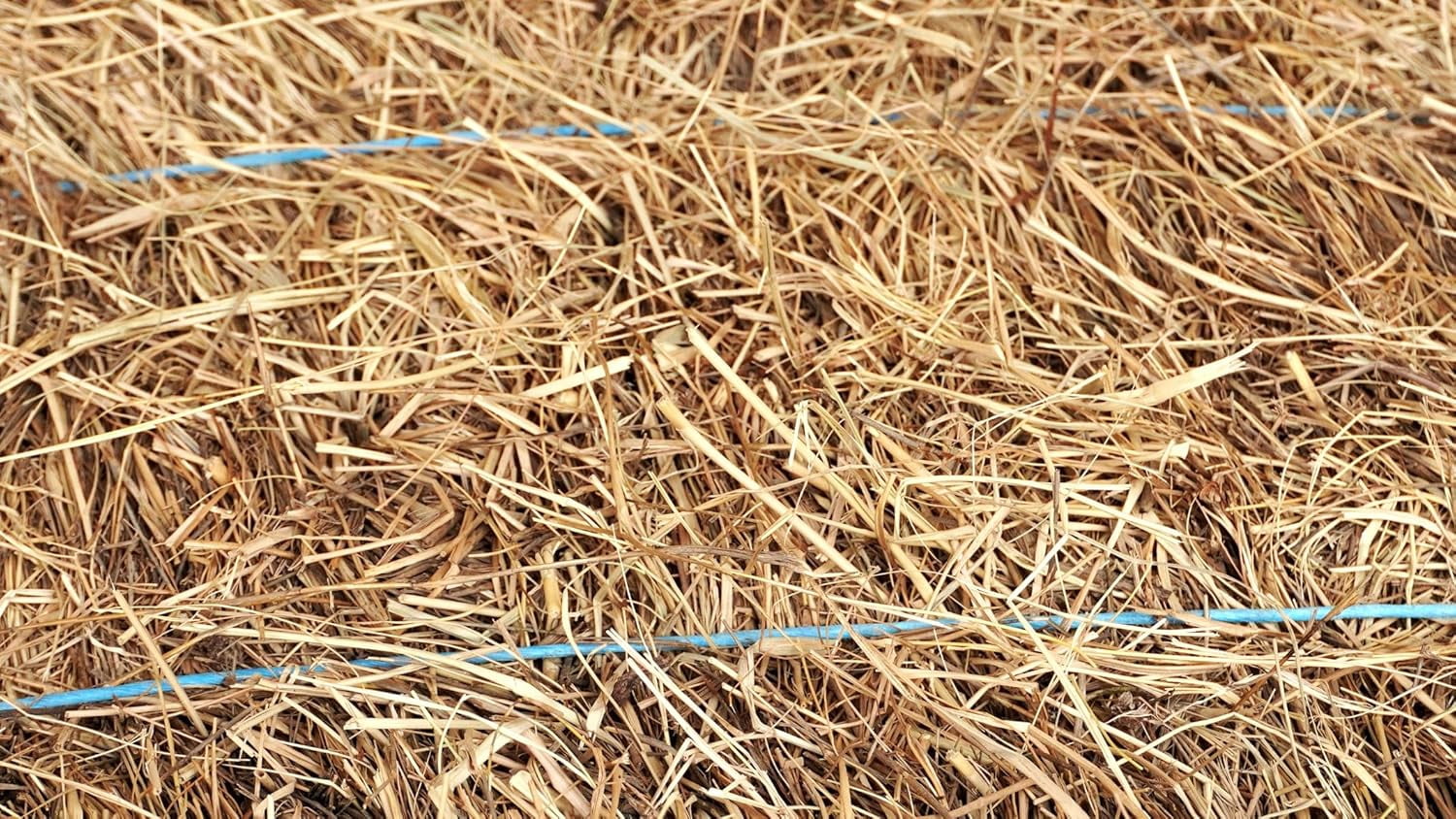 Organic Salt Hay Mulch for Vegetable Gardens | Clean & Sustainable | Weed-Seed-Free | Insulates & Retains Moisture for Plants & New Grass Overseeding | SM Box (12"x12"x12") | 125 Sq. Ft. Coverage