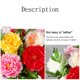 thumbnail image 3 of Lote mínimo de 10 piezas dobladas y enviadas desde el almacén 1 paquete de peonía roja simulación de flores peonía rica boda decoración del hogar arreglo floral flor ANGGREK Otros, 3 of 8