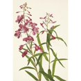 thumbnail image 2 of Mary Vaux Walcott 14x18 Gold Ornate Wood Frame and Double Matted Museum Art Print Titled - Fireweed. Epilobium Angustifolium (1925), 2 of 4