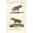 thumbnail image 2 of Striped Hyena, Hyaena Hyaena, And Spotted Hyenaa Poster Print By ® Florilegius Mary Evans (24 X 36), 2 of 4