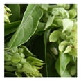 thumbnail image 3 of Albahaca por pieza, 3 of 3