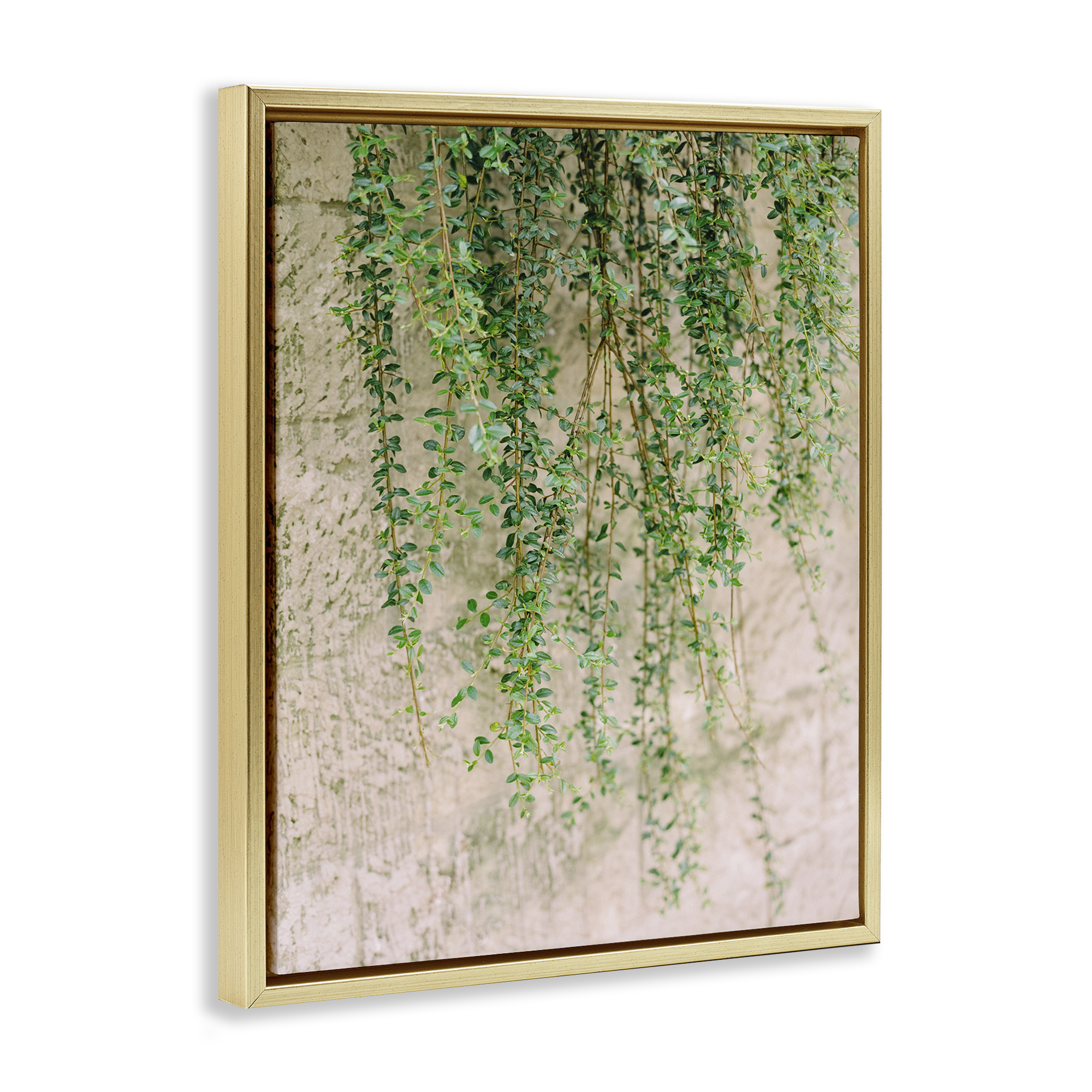 Stupell Industries Hanging Ivy Vines Botanical & Floral Photography Gold Floater Framed Art Print Wall Art, 25 x 31