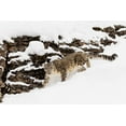 thumbnail image 2 of Jones, Adam 32x23 White Modern Wood Framed Museum Art Print Titled - Snow leopard in winter snow-Panthera uncia-controlled situation, 2 of 4