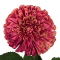 thumbnail image 2 of Vickerman FQ180603 Tige de 24 Po Mauve Zinnia, 2 of 2